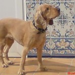 Sire